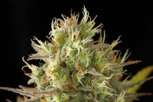 original amnesia prix