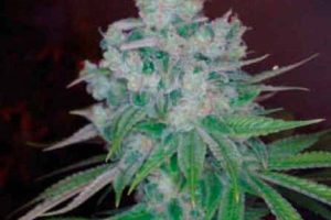 skunk kush reguliere avis