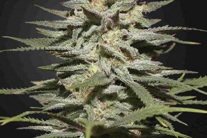 super lemon haze pas cher