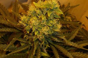 white gold reguliere test