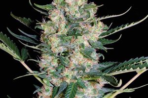 white russian pas cher