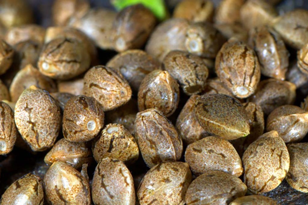 Comment faire germer la graine de cannabis ?