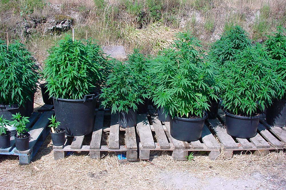 Comment faire pousser du cannabis en extérieur ?