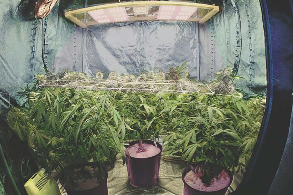 Comment faire pousser du cannabis en intérieur?