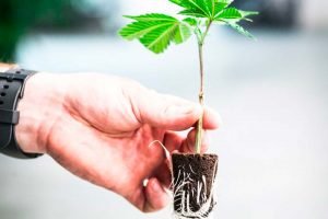 Comment faire une bouture de cannabis ?