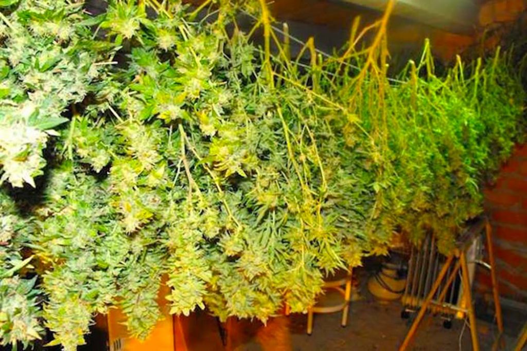 Comment sécher le cannabis ?