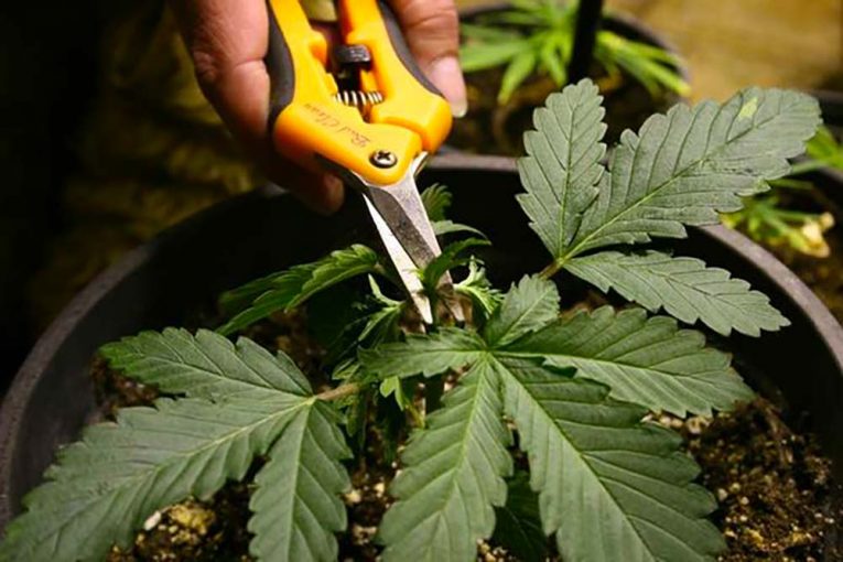 Comment tailler la plante de cannabis ?