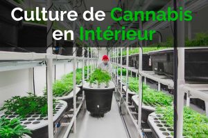 Culture indoor: Le guide complet