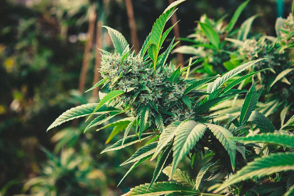 Où faire pousser du cannabis ?
