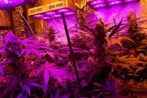 Quelle lampe pour cannabis ?