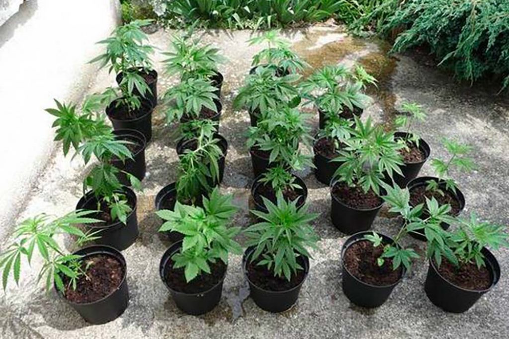 Qu'est-ce qu'une graine auto floraison ?