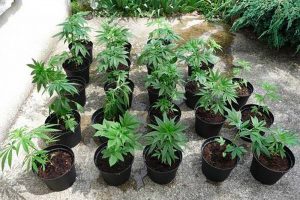 Qu'est-ce qu'une graine auto floraison ?