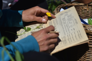 l'herboristerie : ce que c'est